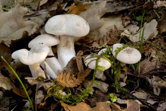 white mushrooms in the woods cfr Clitocybe / Tricholoma / Lepista. Sardinia, Italy.