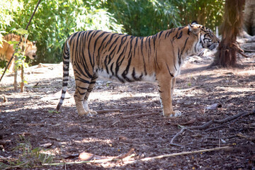 Tigers are powerful hunters with sharp teeth, strong jaws and agile bodies
