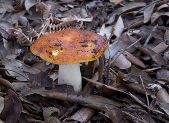 red mushroom in autumn forest, Russula aurea, commonly known as the Gilded brittlegill, an uncommon species of mushroom found in deciduous woodland. Sardinia, Italy