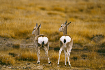 Two Tibetan Gazelles on the Grassland