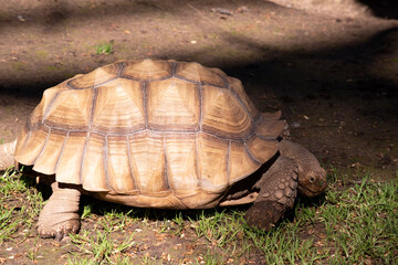 Aldabras Tortoises are one of the world's largest land tortoises