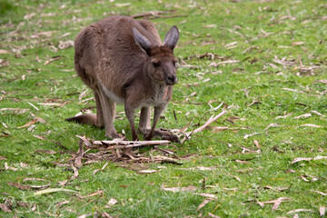 Western grey kangaroos have short hair, powerful hind legs, small forelimbs, big feet and a long...