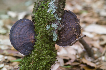 mushroom on a tree, Thin walled maze polypore, also called the blushing bracket, Daedaleopsis...