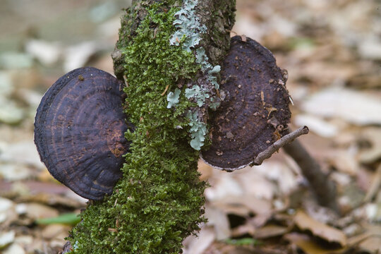 mushroom on a tree, Thin walled maze polypore, also called the blushing bracket, Daedaleopsis confragosa, Sardinia, Italy