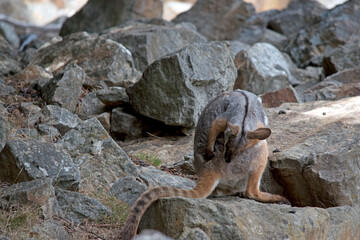 the yellow footed rock wallaby is preening himself