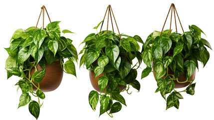 Hanging planter baskets enriching indoor space with greenery. Isolated On Transparent Background OR PNG Background OR White Background.