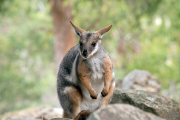the yellow footed rock wallaby is standing on a rocky mountain