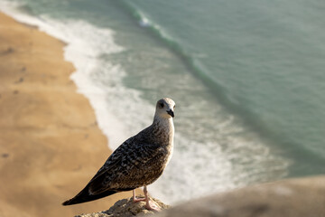 Obraz premium Young Seagull stand on a Rock, in the back we see a beautiful beach