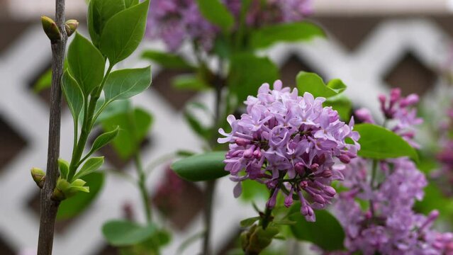 Lavender Clusters of lilac flowers bloom in the garden with a soft blur in the background. Flowers stand out in front of a white lattice and a blurred building. High quality 4k footage