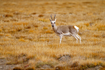 Tibetan Gazelle on the Grassland