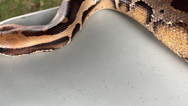 Reticulated python snake close detail