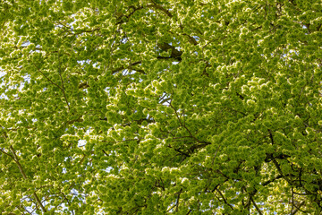 Selective focus of Ulmus minor samarae on the tree, Elm flowers in early spring, Elms are deciduous and semi-deciduous trees comprising the flowering plant genus Ulmus in the plant family Ulmaceae.