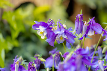 Selective focus of white purple flowers of Aquilegia vulgaris in the garden, European columbine...