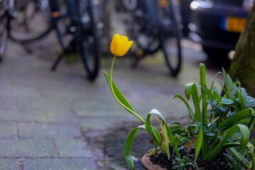 Selective focus of yellow tulip flower in broken pot along street in Netherlands, Tulips are plants...