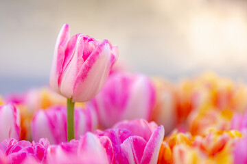 Selective focus of white and pink flowers in garden, Tulips are plants of the genus Tulipa,...