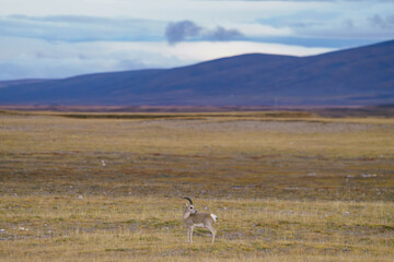 Tibetan Antelope on the Grassland