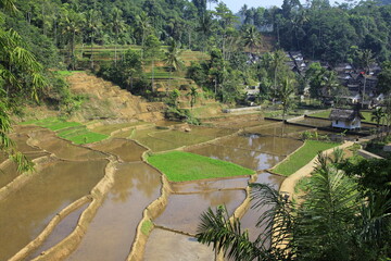Fertile and green agricultural land with terraced rice fields, natural beauty adjacent to the traditional Sundanese village of Kampung Naga, West Java, Indonesia.