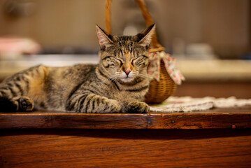 Cat sleeping on the kitchen table