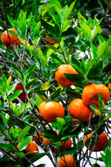 Orange fresh tangerines in tangerine tree as background 