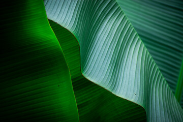 Close up of some green textured banana leaves as background 