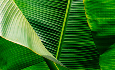 Some green textured banana leaves as background