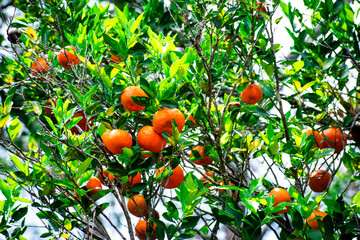 Orange fresh tangerines in tangerine tree as background