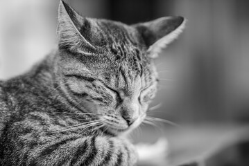 black and white portrait of a cat sleeping
