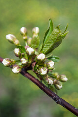 delicate buds of cherry tree flowers