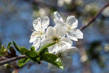 delicate white cherry blossom flowers