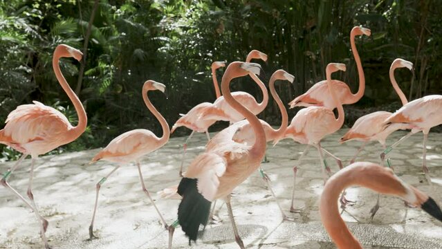 Group of flamingos walking together - steady cam