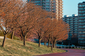 Line of cherry blossom tree in the park.