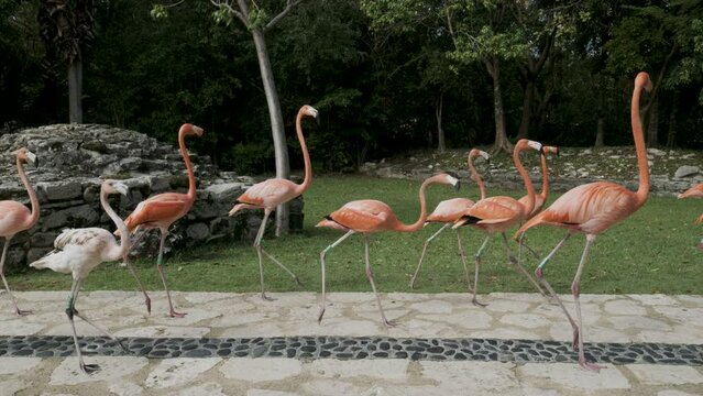 Beautiful group of pink flamingos on stone path - tracking shot