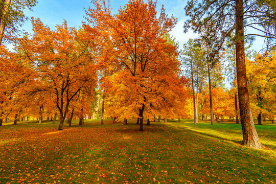Brilliant orange, yellow and red colors on the trees during autumn at High Bridge Park in downtown Spokane, Washington, USA.	
