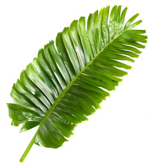 Lush green palm frond against pure white backdrop. Tropical plant leaf isolated clipart cut out - 783439630