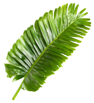 Lush green palm frond against pure white backdrop. Tropical plant leaf isolated clipart cut out