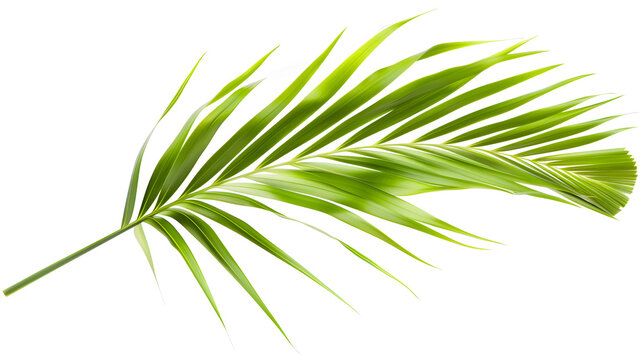 Green palm leaf on clear white background