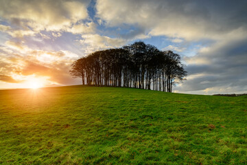 Sunset over a stand of Beech trees