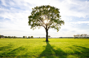 sunshine through lone oak tree on green meadow