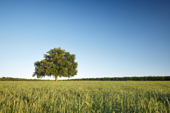 The big lonely oak tree on a green field against the blue sky.