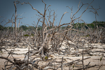 Drought. Desert landscape of dry trees. Concept of climate change.