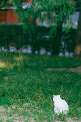 White Cat Gazing in the Grass
