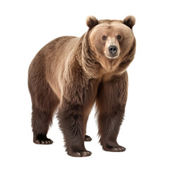 Brown bear isolated on transparent background