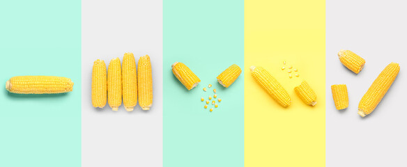 Set of fresh corn cobs on color background, top view