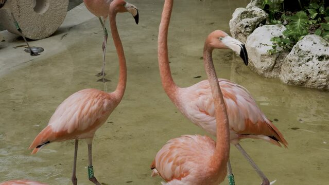 Beautiful pink flamingos standing in water - close up