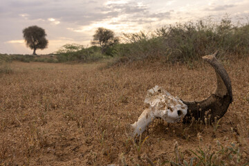 The skeletal remains of an animal on open land evoke a sense of a forsaken spirit. Its presence speaks of solitude and mortality amidst the vast emptiness, prompting reflection on the transient nature