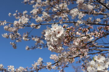 cherry blossom