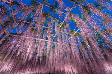 Night illumination of a Wisteria tree in full bloom, Ashikaga Flower Park, Japan