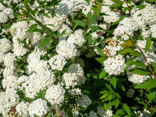 Bush with many small white flowers. Flowering in Georgia. Beautiful flowers on a bush.