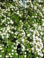 Bush with many small white flowers. Flowering in Georgia. Beautiful flowers on a bush.