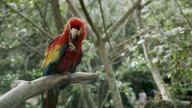 Beautiful, colorful parrot itching foot in rainforest